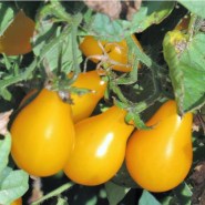 tomatini-yellow-pearshaped